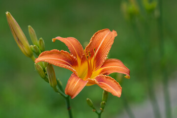 Obraz premium Pomarańczowy kwiat lilii w lecie