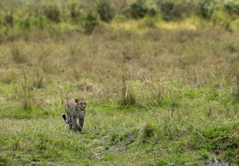 Leopard moving on the grassland of  Masai Mara, Kenya.