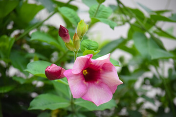 beautiful pink color flower at outdoor, blurred background, green
