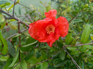 red poppy in the garden