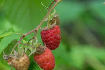 Raspberry Fruits in Summer