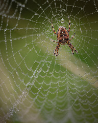 spider on web