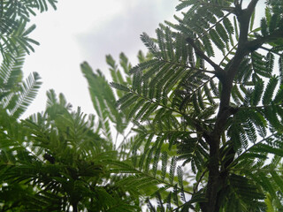 green leaves against the sky