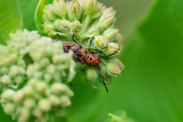 Red Milkweed Beetles Mating in Summer