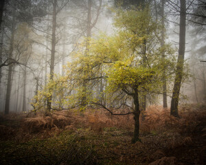 Fototapeta premium autumn in the woods