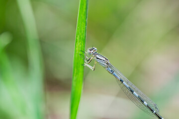 River Bluet Damselfly in Summer