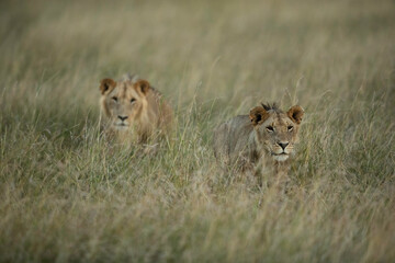 Lions in the mid of grasses in the evening hours at Masai Mara, Kenya