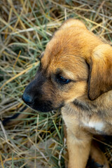 Funny portrait of a cute puppy. New beloved family member. Little dog barks at home and waits