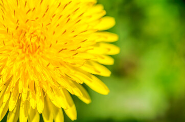 Macro photo of bright yellow dandelion. Closeup shallow focus