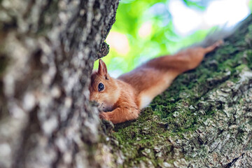 Red  squirrel in the Park on a tree eating nuts