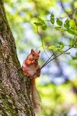 Red  squirrel in the Park on a tree eating nuts