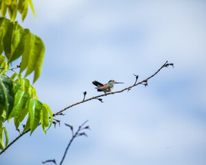 Humming bird on branch