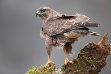 The common buzzard (Buteo buteo) is a medium-to-large bird of prey which has a large range.