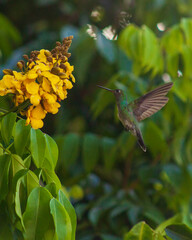 Humming bird flying