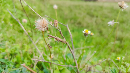 selective focus on a wild beautiful flower having white petals on it