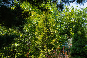 Landscaped garden with evergreens and deciduous plants. Original multicolor landscape. Close-up. Atmosphere of relaxing holiday of happiness and love. Nature concept for design.