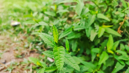 background view of fresh green leaves