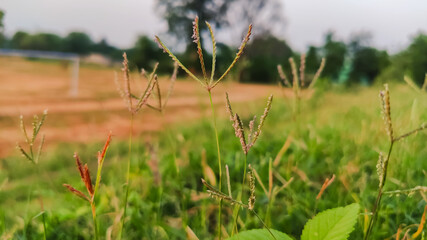 selective focus on small flowers of grass
