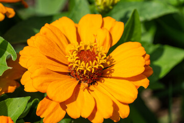 Orange Zinnia Flower in Summer