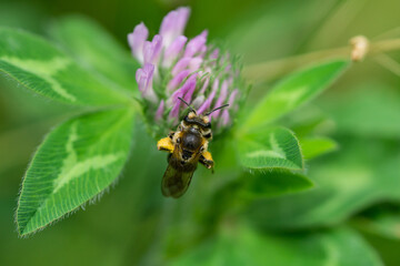 Wilke's Mining Bee on Red Clover Flowers © Erik