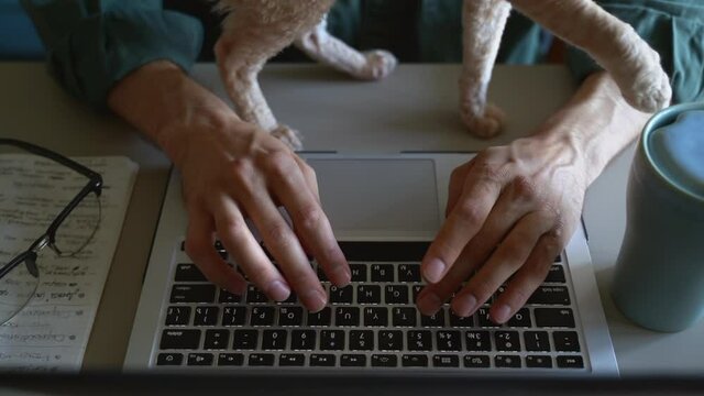 Closeup view of man working with laptop at table and cat in apartment room spbas. Male hands are typing on computer keyboard and animal walking on desk in modern interior. Business person does remote