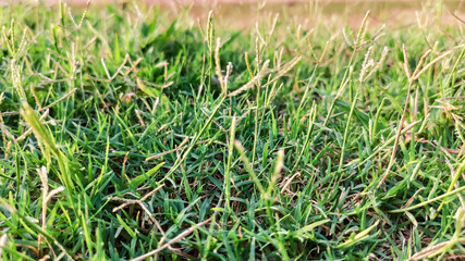macro view of green grass at playground