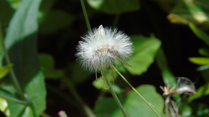 dandelion on green background