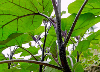 Foglie verdi e rigogliose di una pianta di melanzane in un orto biologico naturale. 