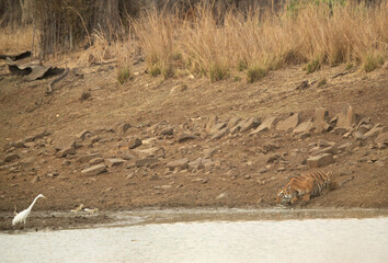 Maya cub drinking water with a egret nearby, Tadoba Andhari Tiger Reserve, India