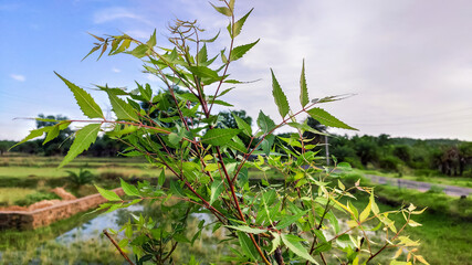selective focus on neem tree leaves
