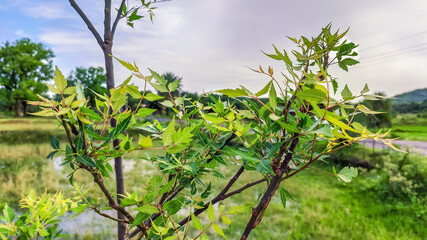 Fototapeta premium selective focus on neem tree leaves