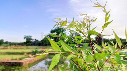 selective focus on neem tree leaves