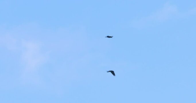 Two birds flying soaring overhead slow motion silhouette blue sky