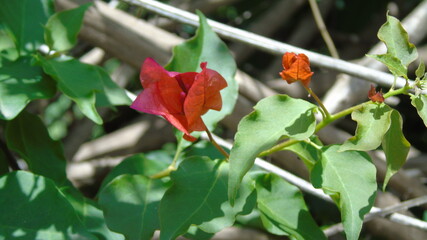red and yellow flower