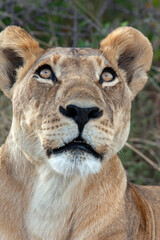 Lioness (Panthera leo) in the Savuti region of northern Botswana, Africa.