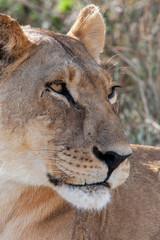 Obraz na płótnie Canvas Lioness (Panthera leo) in the Savuti region of northern Botswana, Africa.