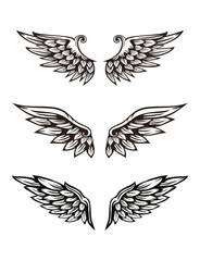 Set of wing illustration