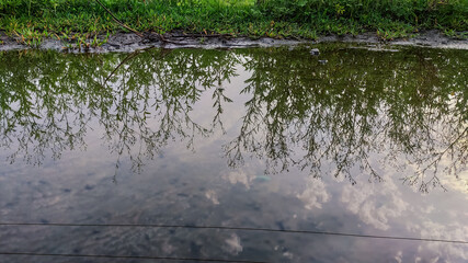 reflection view of small plants and sky on water
