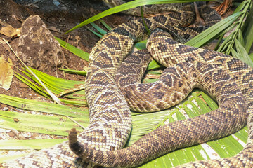 Timber rattlesnakes in the leaves.  