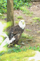 bald eagle standing by a tree