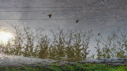 reflection view of small plants and birds on water