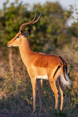 Naklejka na ściany i meble Male Impala (Aepyceros melampus) in the Savuti region of northern Botswana, Africa.