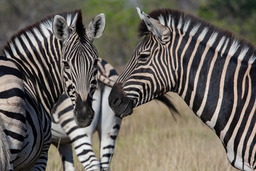 Plains Zebra (Equus quagga) in the Savuti region of northern Botswana, Africa.