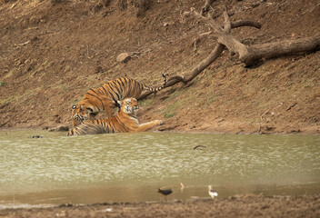 Fototapeta na wymiar Maya and cub near a water hole, Tadoba Andhari Tiger Reserve, India