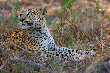 Leopard (Panthera pardus) in the Khwai River region of northern Botswana, Africa.