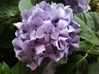 
hydrangea lilac