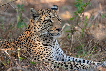 Obraz na płótnie Canvas Leopard (Panthera pardus) in the Khwai River region of northern Botswana, Africa.