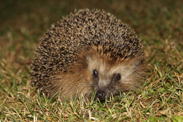 Hedgehog  (Erinaceidae)