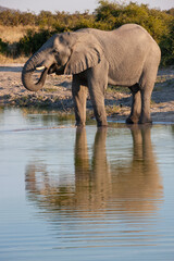 African Elephant (Loxodonta africana) drinking at a waterhole in the Savuti region of northern Botswana, Africa.
