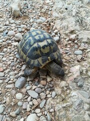 turtle on the rock